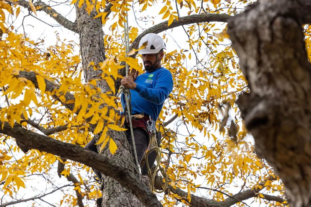 Skilled Tree Trimming crew working in Talcott